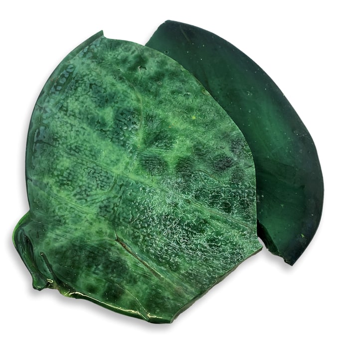 Thick Cut Tortillas - Jungle Green